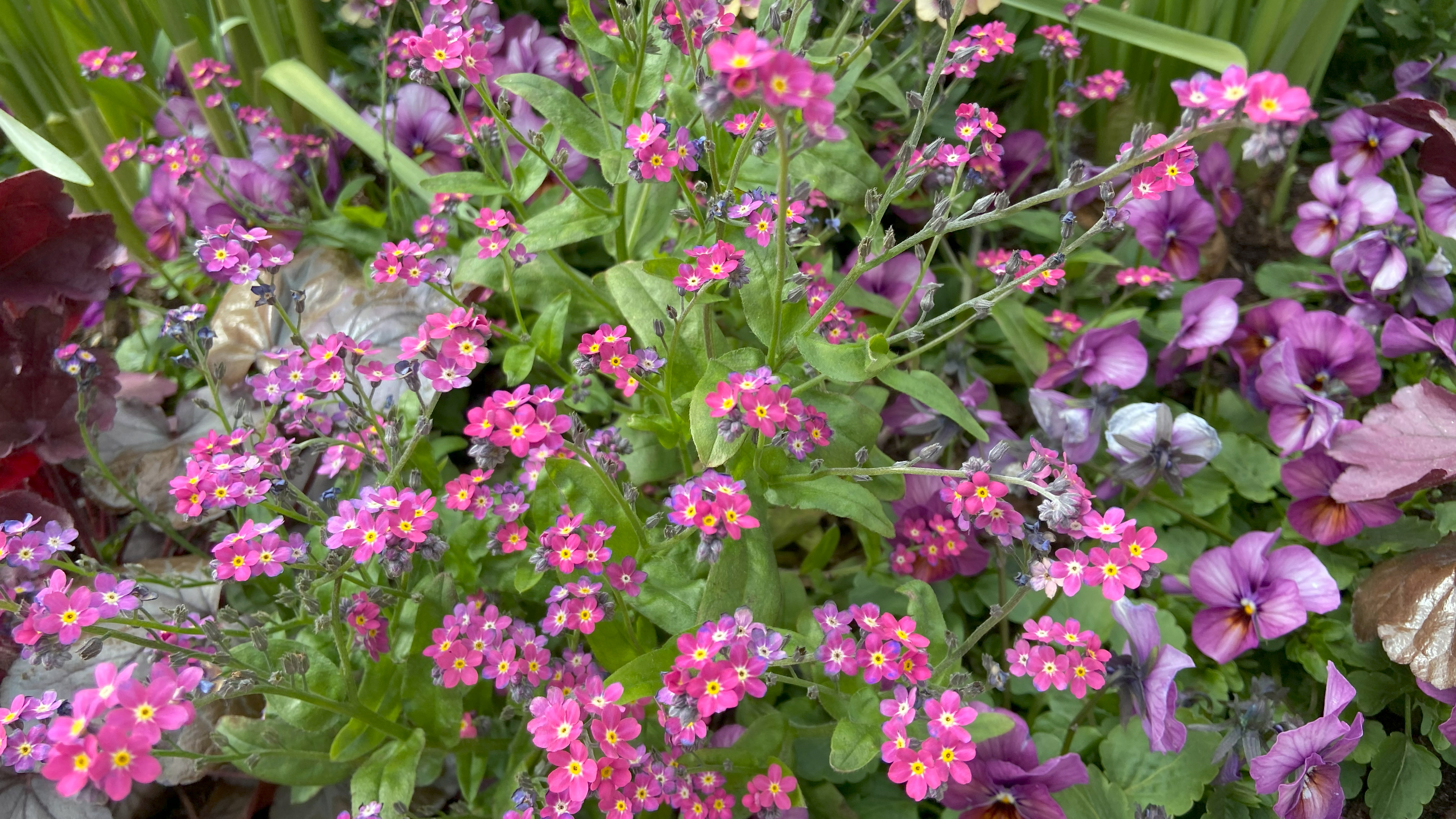 Blommande rosa vårblommor