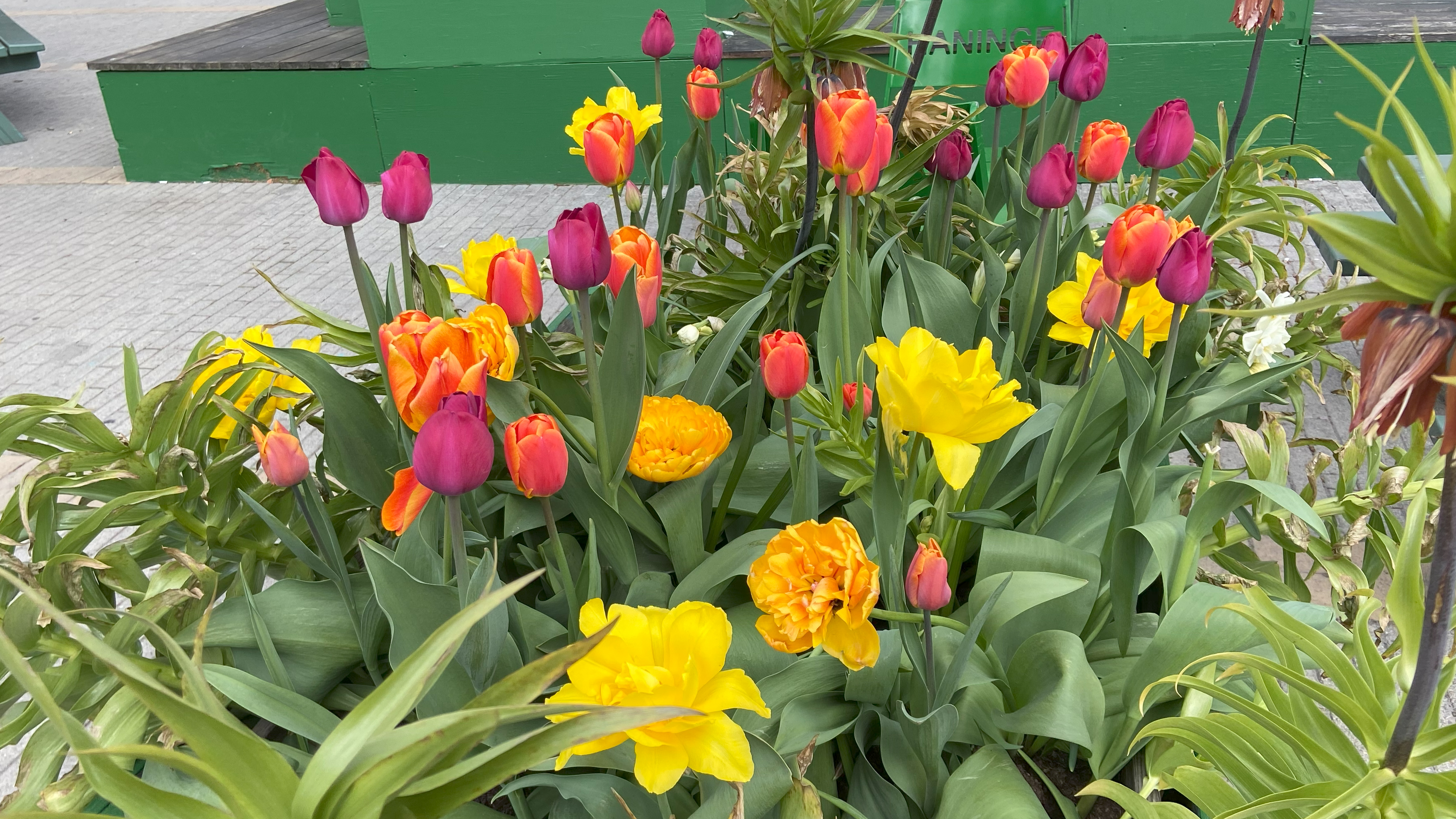 Blommande färgglada tulpaner