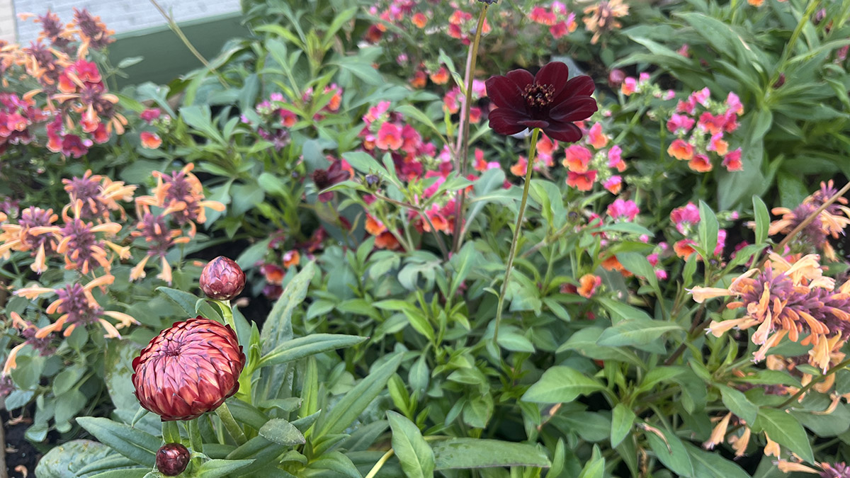 Blommor i rödaktiga färger