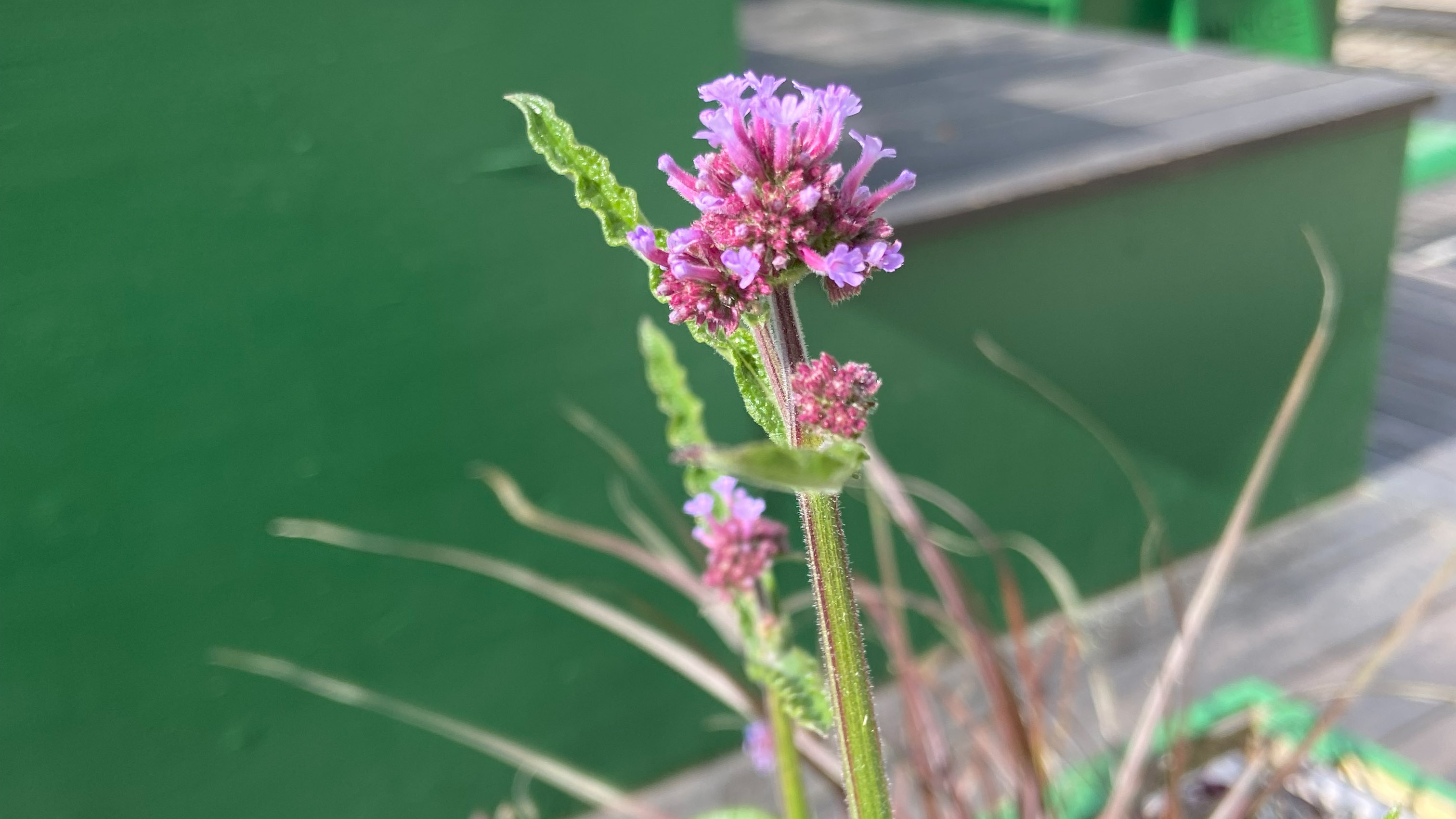 Lila sommarblomma i grön blomsterlåda