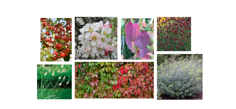 Bilder på blommor och växter