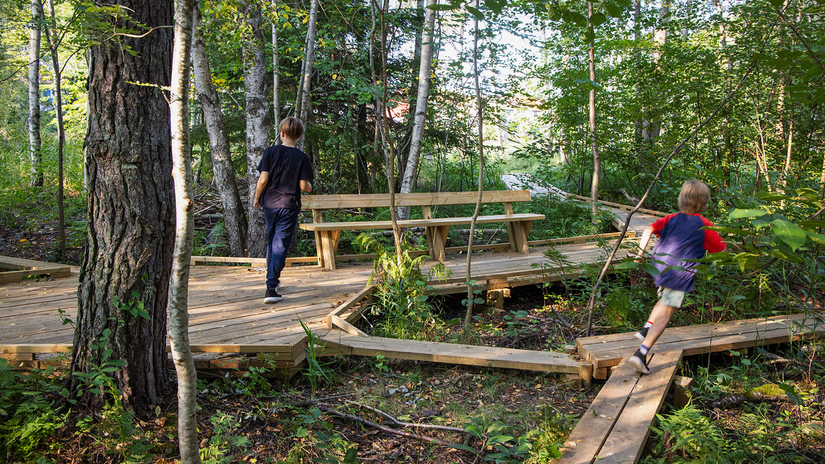 Pojkar som springer på spänger i skogen